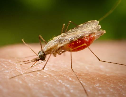 Malaria Pics